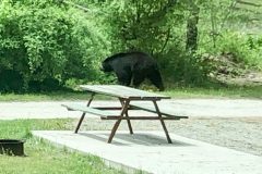 OMG A BEAR A REAL BEAR IT'S A BEAR (Tunkhannock, PA)
