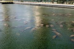 Floaty potatoes? Nope, just dozens of manatees.