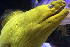 Green moray eel