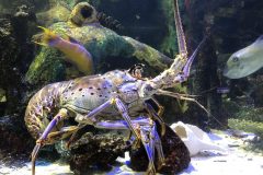 Spiny lobster
