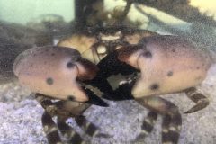 Stone crab. Friendly and tasty.