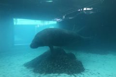 Manatee