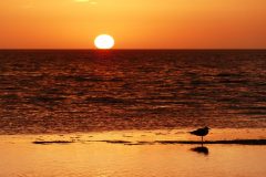 Sunrise with seagull