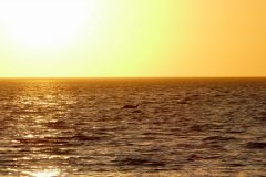 That dark splotch in the middle is a dolphin.