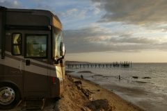 Rexy gazing into the sunrise