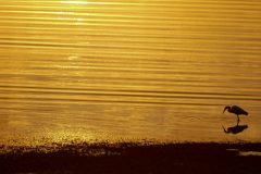 Egret getting breakfeast