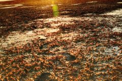 I went walking at low tide and all I got was this artsy photo.