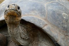 Grownup Galapagos tortoise