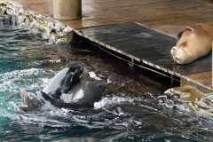I always think it's funny to see California sea lions in a zoo -- these were as common as pigeons where I grew up.