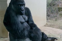 This is Cenzoo. He sat down when I approached the exhibit and didn't move until I had left.