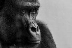 Cenzoo in overly dramatic black and white