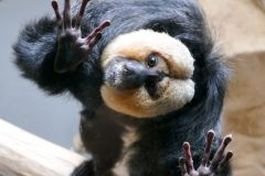 White faced saki monkey