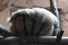 I thought this bowl was full of hay but it's a sloth.