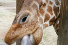 Highlight of my day: feeding a giraffe