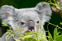 Koala intent on eating that eucalyptus as slowly as possible
