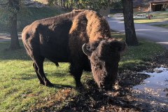 Ever had a bison turn to look at you?