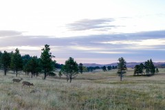 Deer -- white-tailed maybe?