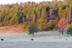 First view of bison at a distance