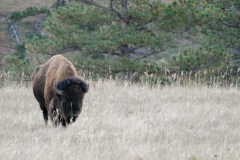 Bison a bit closer
