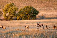 Elk herd