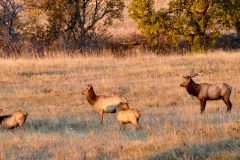 Big bull elk and herd of cows