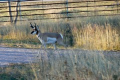 Pronghorn crossing the road