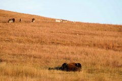 Bison and feral donkeys
