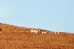 Descednants of the park's pack animals turned wild