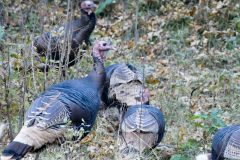 Wild turkeys