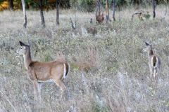 Doe and post-spot fawn
