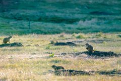 No joke -- this area was called Prairie Dog Town