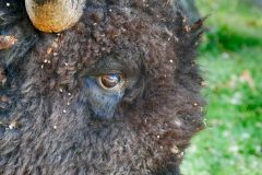 Close up on this beauty during his breakfast