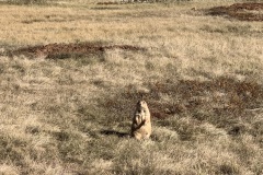 Chonkers prairie dog says hi