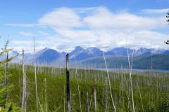 New growth after a forest fire