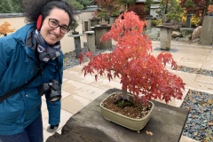 Japanese maple bonsai. Tourist for scale.
