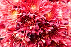 Close up on some victorian floral arrangements