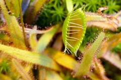 Carnivorous plants: venus flytrap and sundew (the green with the red sticky hairs)