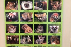 So many types of lemurs!