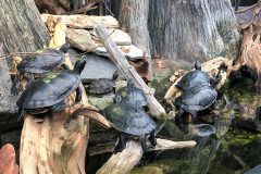 Red bellied cooters