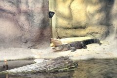 White and green alligators