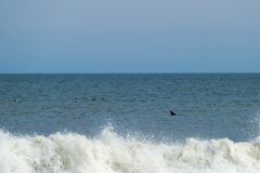 Dolphins appeared all up and down the shore.