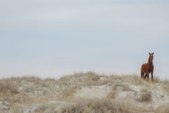 First glimpse of a beach horse!