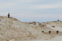 The stallion held the high ground while his mares rested.