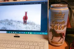 Editing the day's horse photos drinking North Carolina beach horse lager