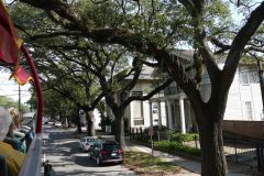Mardi Gras trees in the Garden District