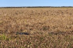 It's amazing how these large dark lizards can blend in with the environment so well.