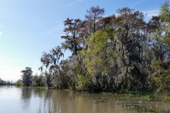 Swamps have a lot more tall trees than we realized.