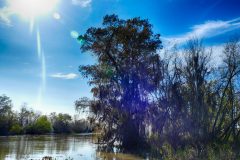 Louisiana's state tree, the bald cypress, covered in Spanish moss