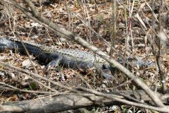 Our first gator! If this was the only one we'd seen, I'd still be happy.