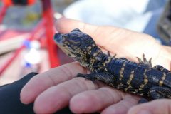Baby gator! Our captain and some select people help raise baby gators until they're big enough to fend for themselves. This has helped gator populations recover from near extinction.